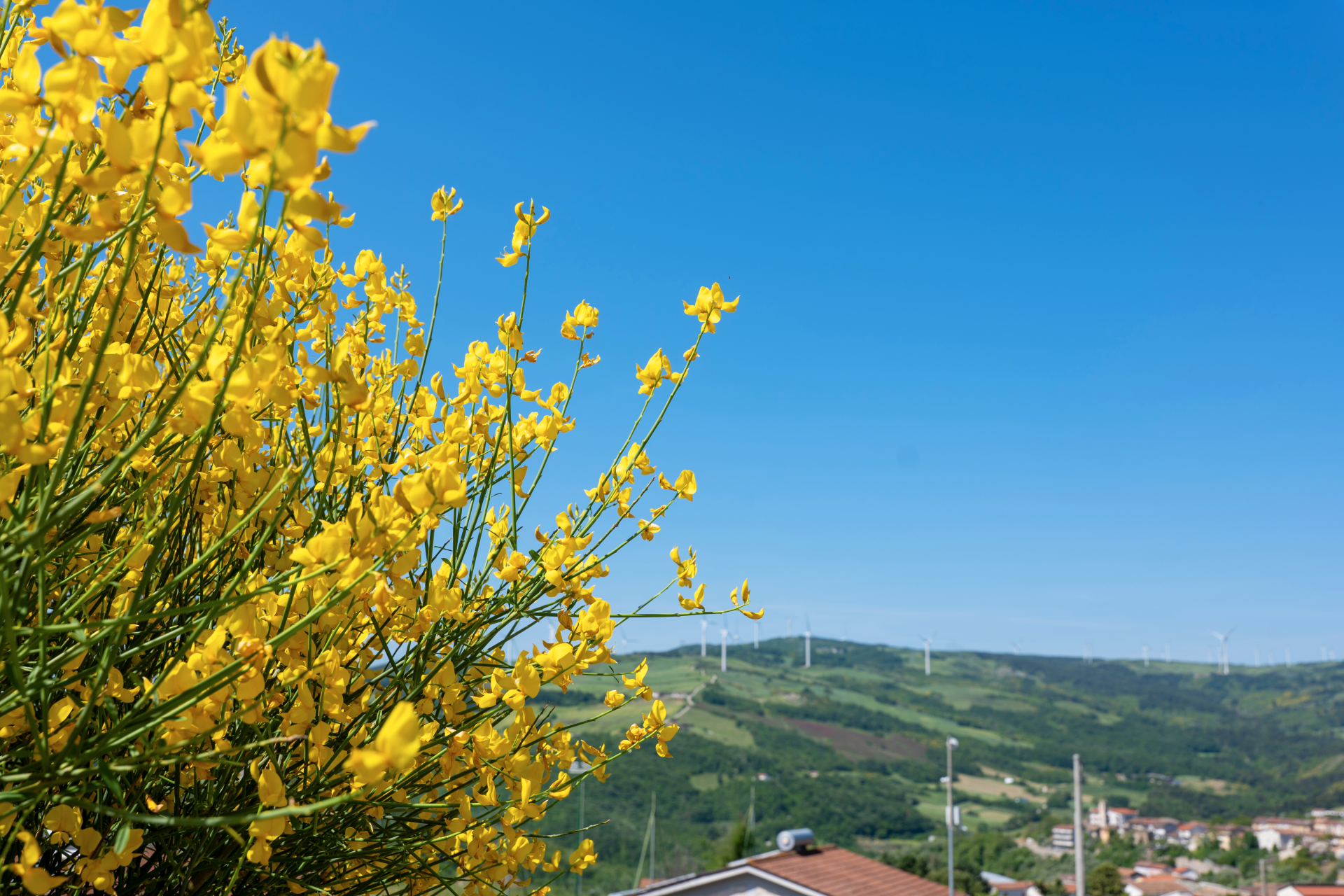 La Ginestra